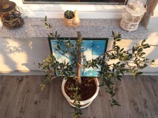 Apartman Lea - Brodarica - 1