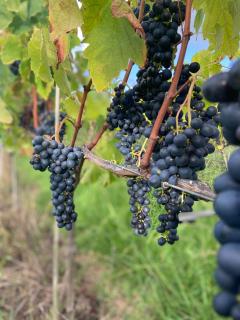 La Bodega Waiheke Island - Surfdale - 4