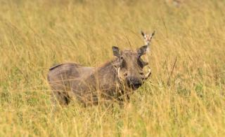 Ngorongoro Lodge member of Melia Collection - The Leading Hotels of the World - Ngorongoro - 4