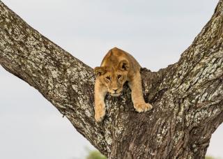 Ngorongoro Lodge member of Melia Collection - The Leading Hotels of the World - Ngorongoro - 5