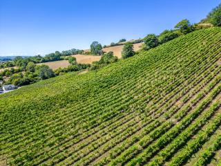 Old Walls Vineyard - Bishopsteignton - 8