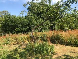 Apple Orchard Shepherd Huts - Staple Cross - 7