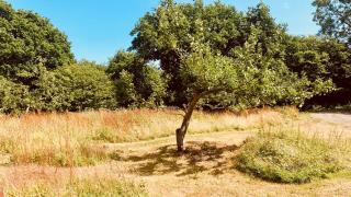 Apple Orchard Shepherd Huts - Staple Cross - 3