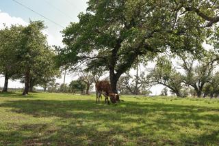 Best Little Fredericksburg Texas Bed And Breakfast - Fredericksburg - 8