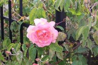 House in Caramagna - 8