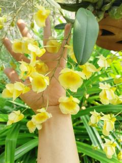 Sukjai Homestay - Chiang Mai - 8