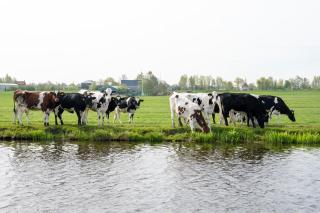 4 to 6 persons waterfront villa - 9