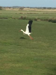 Au cœur du marais breton - 1