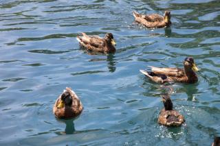 Camping Le Moulin du Bleufond - 3