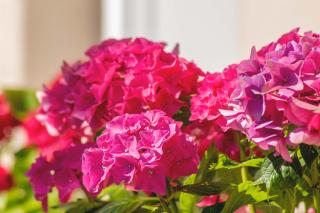 Hortensia - Buje - 8