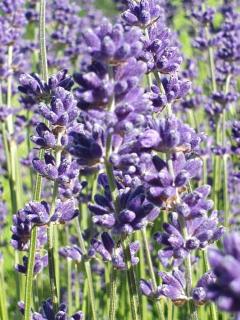 Lavender Row Farm - - 2