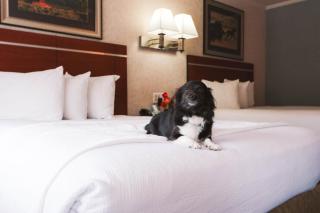 Brandin' Iron Inn - West Yellowstone - 7