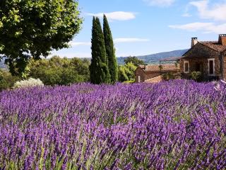 Les Vendangeurs, gîte au milieu des vignes face au Luberon - Goult - 7