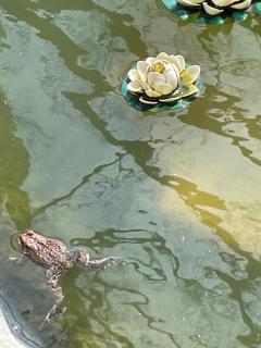 Lily Pad Cabin - - 2
