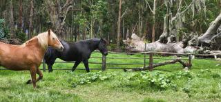 Hacienda Suescún - 300 Años de Historia - Tibasosa - 8