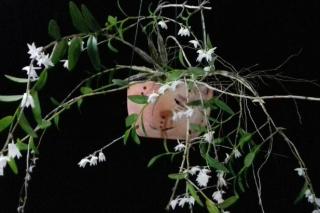 Villa Lorevana piscine privée et vue mer à Deshaies - 5