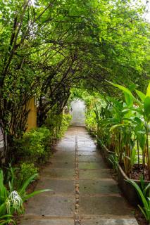The Banyan Soul - Anjuna - 8