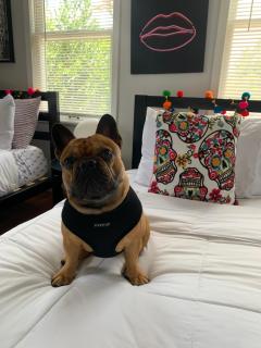 Vibing in the Heights/breweries/food/petfriendly - Tampa - 0