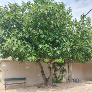 Mas Sourso - Eygalières - 6