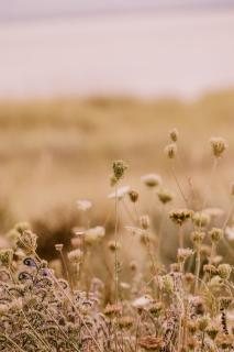 Marine & Lawn Dornoch - 1
