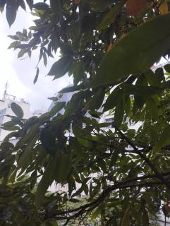 Apartamento no Humaita - Rio de Janeiro - 7