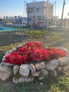 Woodvillage on the Blacksea - Costinesti - 5