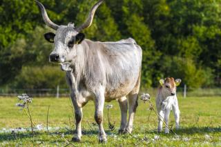 Erdőspuszta Club Hotel Fenyves - 1