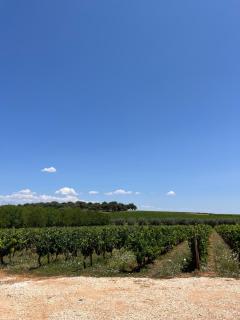 Horta do Monte - Estremoz - 3