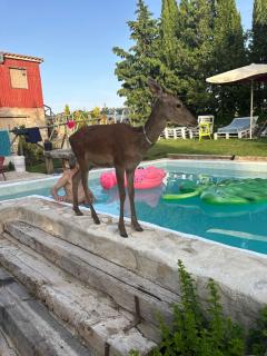 Cabañas Buenache - 3