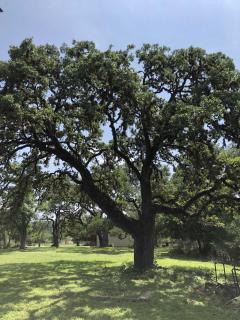 Rocky River House on Medina River - Bandera - 4