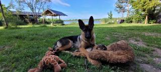 Vigio Brasta camping - 9