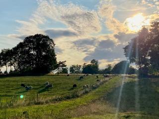 Cozy Tiny House on a farm - 5