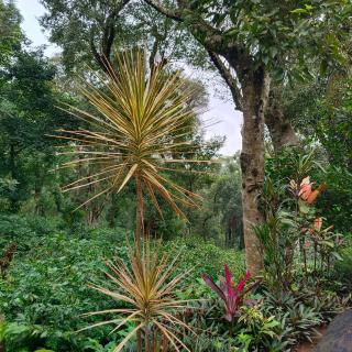 ATTIMARA HOMESTAY - Somvārpet - 5