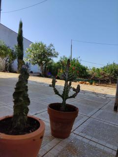 Traditional Rural House - Algarve - Silves - 3
