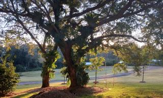 Hideaway Falls - Bunya Cottage - Mapleton - 4