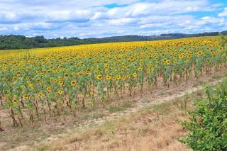 Les Glycines - Saint-Pierre-de-Buzet - 1