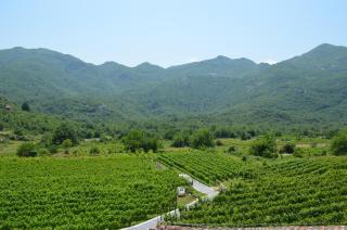 Markovic Winery and Estate apartments - Cetinje - 3