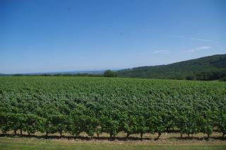 Domaine Joseph LAFARGE Wine Resort WineMaker House La maison du Négociant - Lugny - 2