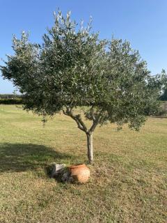 THE RANCH Apartment 2 Capalbio - 2