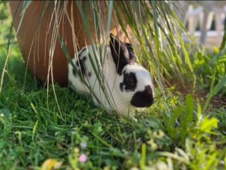 Agriturismo Chioi - Barga - 6