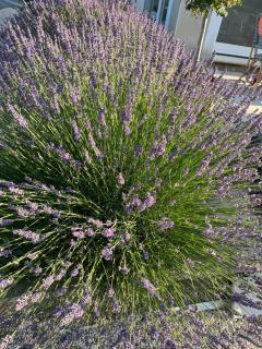 Villa Aprile - Saint-Étienne-du-Grès - 2