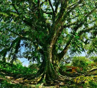 Cesar's Tropical Hotel - Villa Tunari - 4