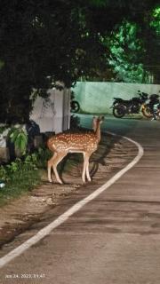 Hibiscus Home Stay & Boutique - Port Blair - 5
