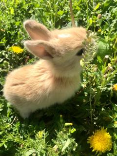 Guest house Liliya - 1