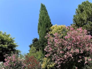 Madeleine sous son platane - Avignon - 4
