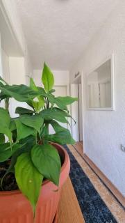 Lana apartman Pijavice - Jajce - 2