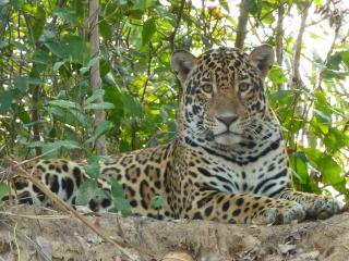 Spot Jaguar Pantanal South Lodgen wild Jaguar Tour - Corumbá - 7
