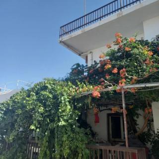 AMPELOS ANDROS - 3