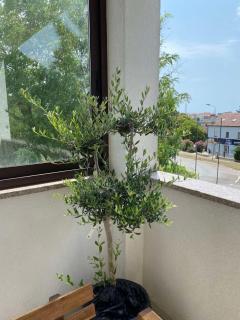 Apartman Iva - Poreč - 9