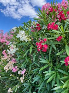 Villa Provençale avec Piscine Chauffée - 4